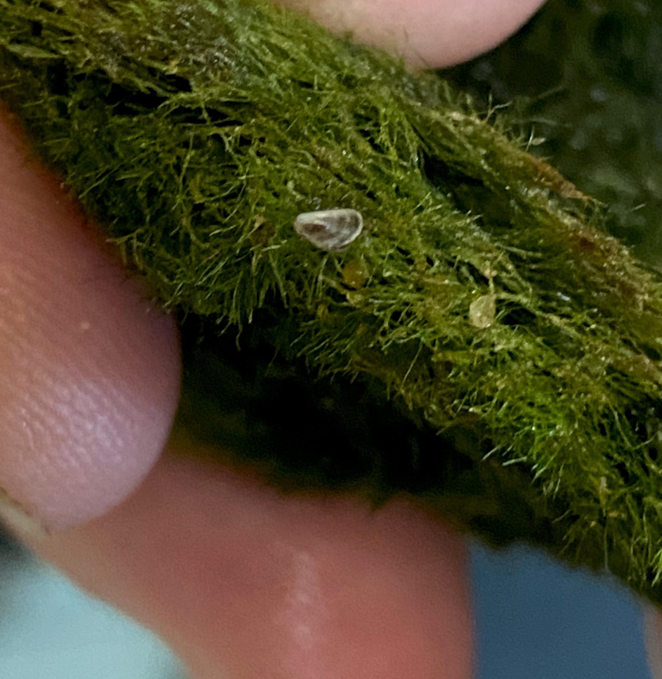 Aquarium moss balls contaminated with invasive species found in Virginia