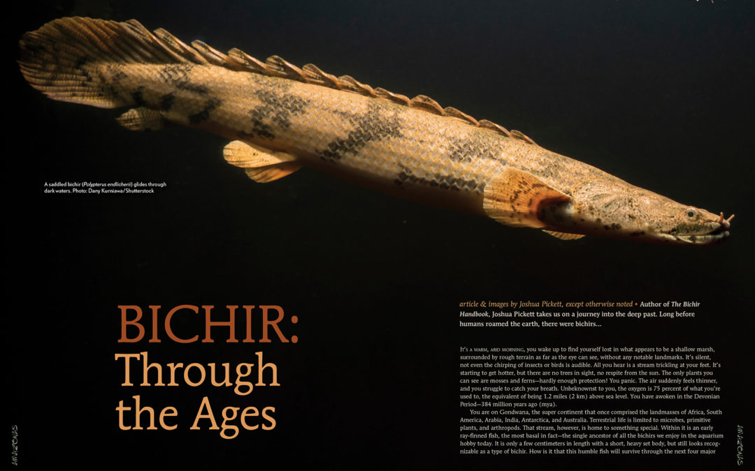 AMAZONAS Magazine “FOSSIL FISHES” Inside Look!