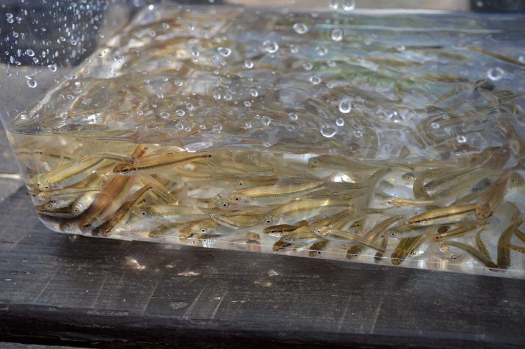 Dozens of "minnows" concentrated into a small aquarium for quick sorting.