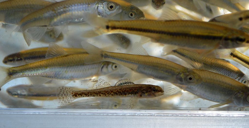 An Iowa darter rests on the aquarium bottom, with several spotfin shiners and bluntnose minnows crowding in above.