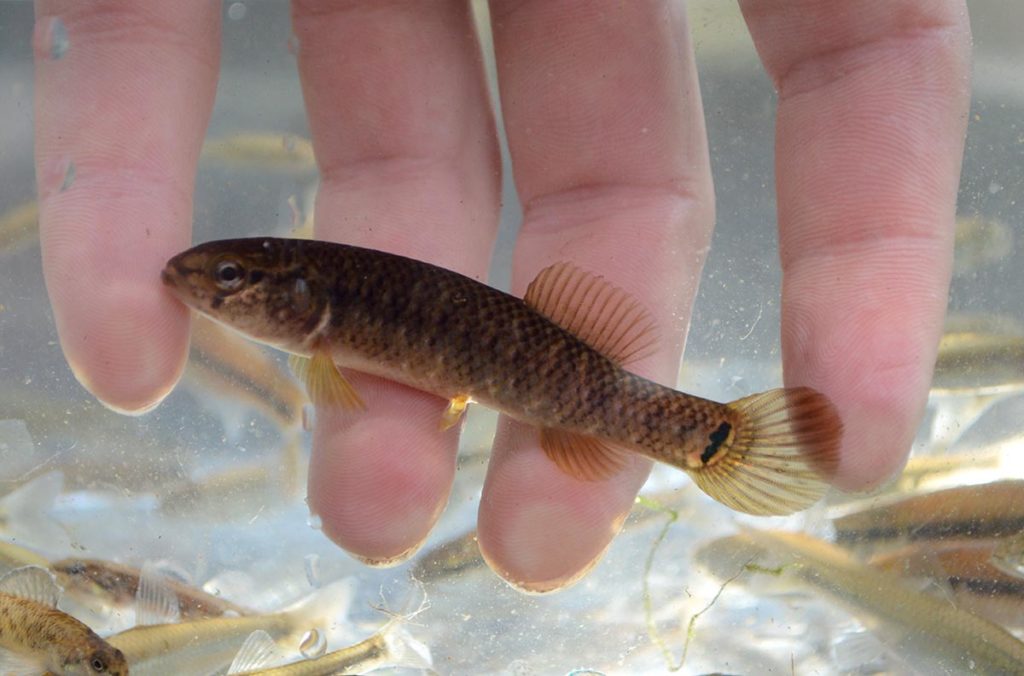 Only three central mudminnows (Umbra limi) were encountered, being collected by dipnet in deeper water along a fishing pier.