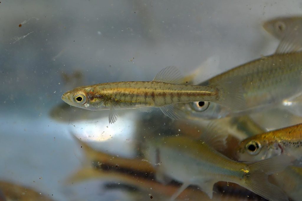 Western banded killifish, Fundulus diaphanus menona, were on multiple aquarists' wishlists. At first, we didn't notice them among the numerous minnows and shiners, but we wound up collecting many of them in our seine close to shore, possibly scaring them out from submerged branches and shoreline vegetation. They were decidedly small, probably young, and appeared to have a mottled coloration when viewed from above. Once most aquarists had what they wanted, we selected several to try in our aquariums.