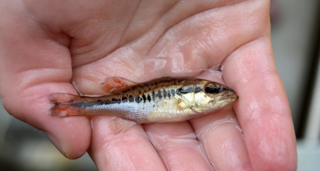 A successful darter hunt sparked my daughter's desire to spend more time exploring our local waters. She won't touch any normal-size gamefish you might catch with a rod and reel, but she's slightly gotten over her fear of tiny fishes!  This young largemouth bass (Micropterus salmoides) was briefly inconvenienced while testing our newly acquired seining skills at Grandma and Grandpa's lake home the next weekend!