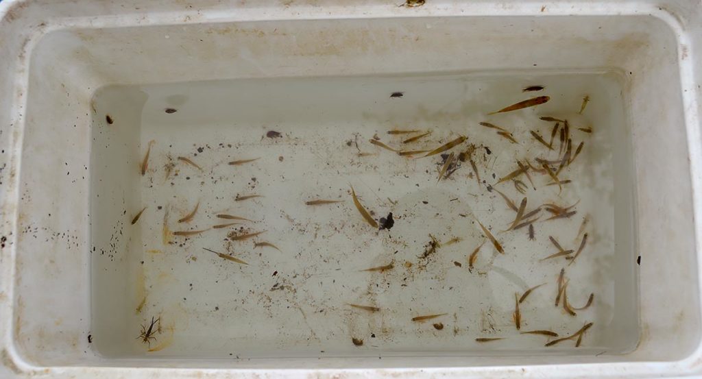 Sadly, this is the only photograph I managed to get of blackchin shiners (Notropis heterodon) and blacknose shiners (N. heterolepis); two species we had on our wishlist but were sparse in numbers. In addition, you'll see many small specimens of the protected Least Darter, Etheostoma microperca, the smallest vertebrate fish in Minnesota and clearly visible here with their bright orange pelvic fins. Konrad P. Schmidt shared how all these fishes were all destined for another area lake as part of a volunteer stocking program aimed at reestablishing this darter and associated ichthyofauna in an ongoing special project managed by the MN DNR in coordination with NANFA.