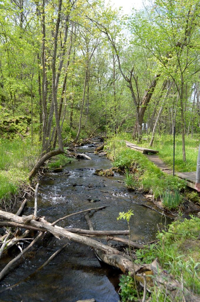 Our second and final collecting location for the day was Old Mill Stream in the town of Marine on St. Croix. The only way to legally fish here for darters is in this sanctioned hunt, as this is a designated trout stream (where any sort of baitfish gathering and netting is prohibited), and it is also listed as an invasive species infested waterbody for zebra mussels. All aquarists had to bring their own water from home for transporting any fishes taken, and Kruckenberg used dedicated gear as well. This location was also the last spot by design, in order to prevent any contamination of other water bodies which could occur if you were to travel elsewhere after fishing here.