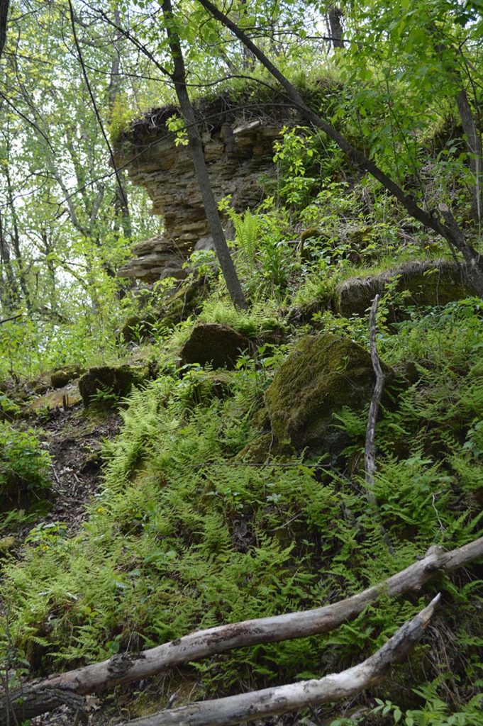 Beautiful fishes live in beautiful places, and the scenery surrounding Old Mill Stream is certainly an aquascaping inspiration!