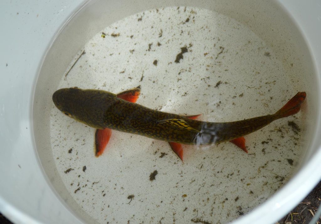 A closer look at the stunning brook trout before it was returned the stream.