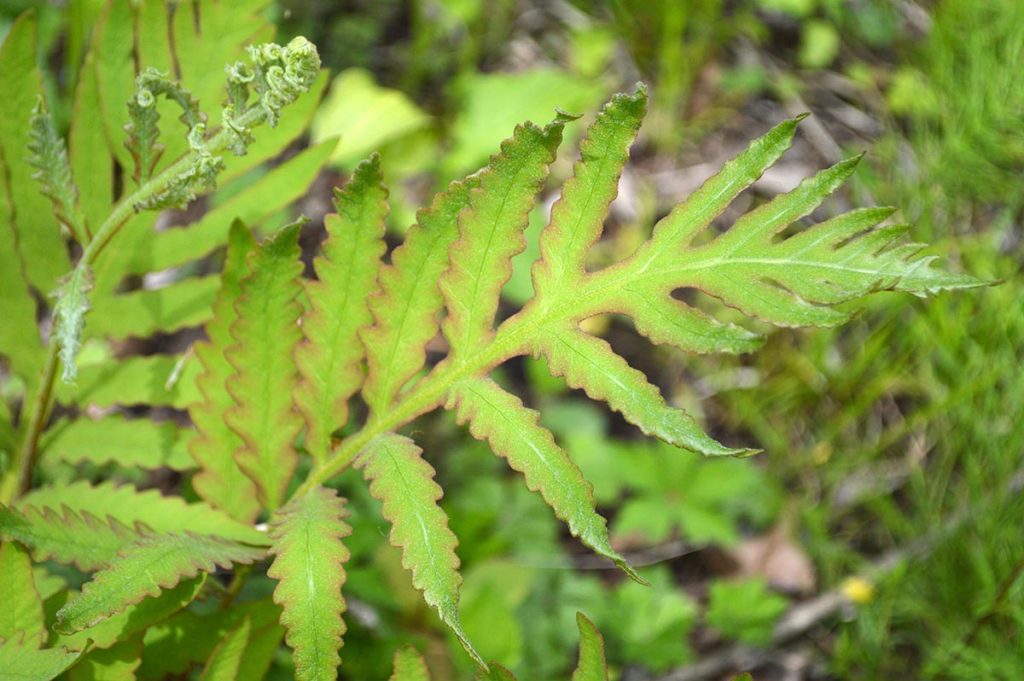 An interesting fern with reddish edges was growing streamside.