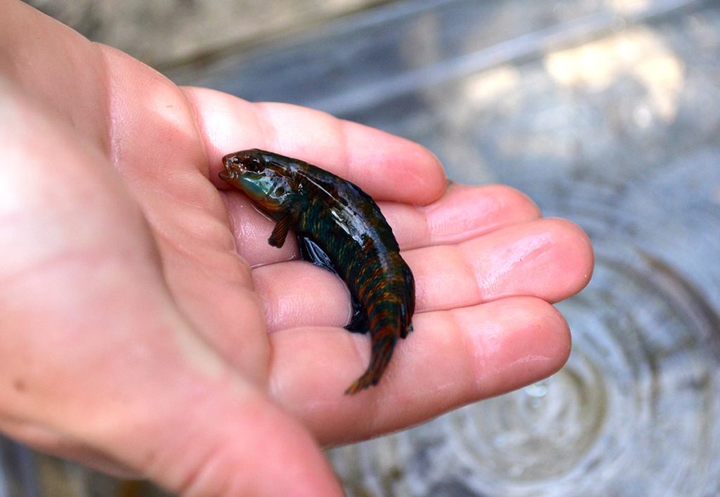 Male rainbow darters, while brightly colored, still appeared dark. There literally was no chance of observing these fish from above, particularly with the broken water surface in riffle sections. The bright coloration is still highly functional camouflage.