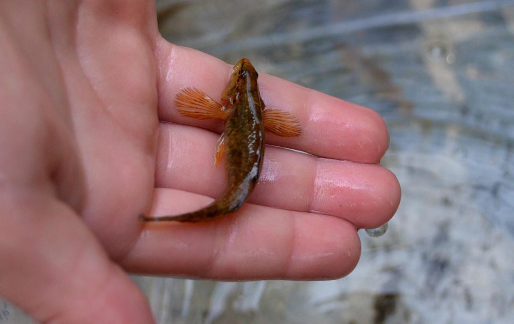 Female rainbow darters were plump, having not yet spawned for the season. They were easily distinguished by their drab coloration, swollen bellies, and dark saddle markings on their backs.