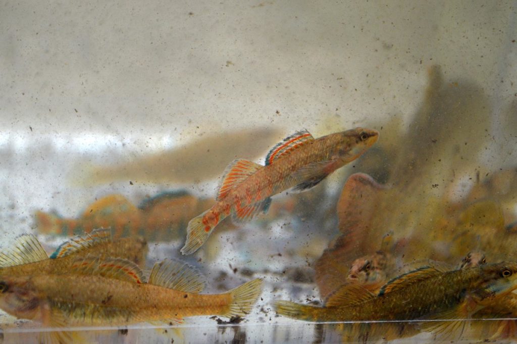 Rainbow darters (Etheostoma caeruleum) were the quarry at Old Mill Stream, and the fishing went very quickly.