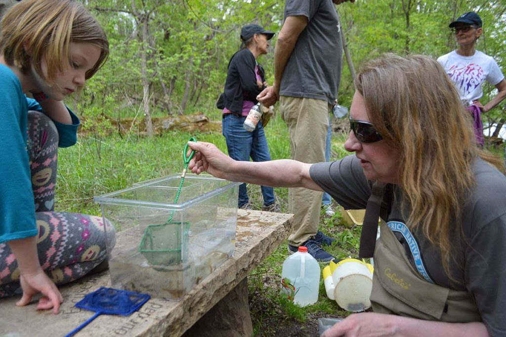 Aquarists took turns selecting the darters that they wanted to take home their aquariums; here, Jenny selects a female to bring home to add to her existing rainbow darter group consisting of Old Mill Stream fish from prior years' hunts.