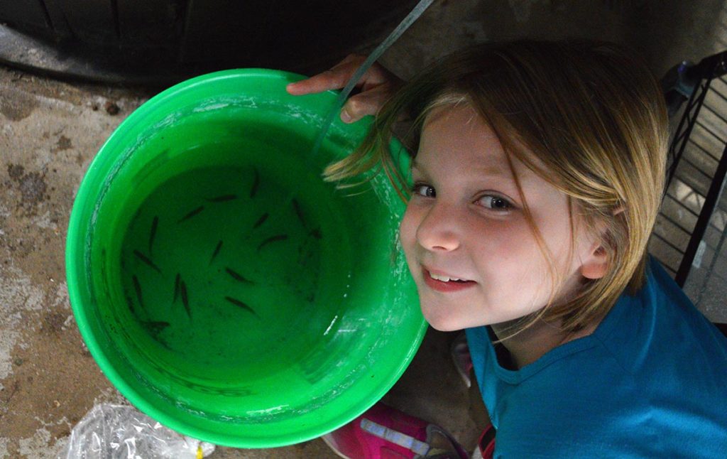 Hours later, Audrey helps acclimate our new fish to their initial holding aquarium.