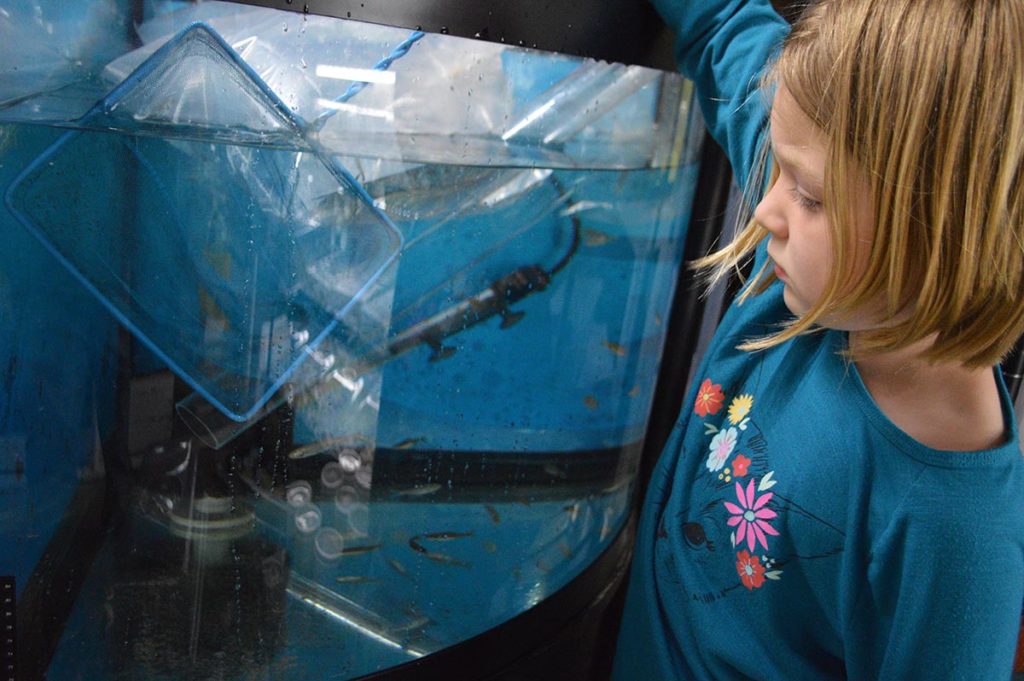 I opted to initially quarantine our bluntnose minnows, spotfin shiners, and rainbow darters in a somewhat bare 54-gallon corner tank. It had been recently drained, cleaned, and set up with a well-established sponge filter from another system. I had left the aquarium partially unfilled and added cold tap water to chill it a bit to match the temperature of the water the fish were in. The aquarium was left unheated, and heavily aerated as well. This aquarium has been their temporary home so far, and all the fish appear to be healthy and adapting well to aquarium life. The spotfin shiners in particular are already developing more vivid coloration including some white tips on their caudal fins; they vaguely remind me of larger Danio species. After a couple more weeks of observation, I will likely move these fishes into other aquariums, and the darters will get a dedicated tank designed just for their particular needs.