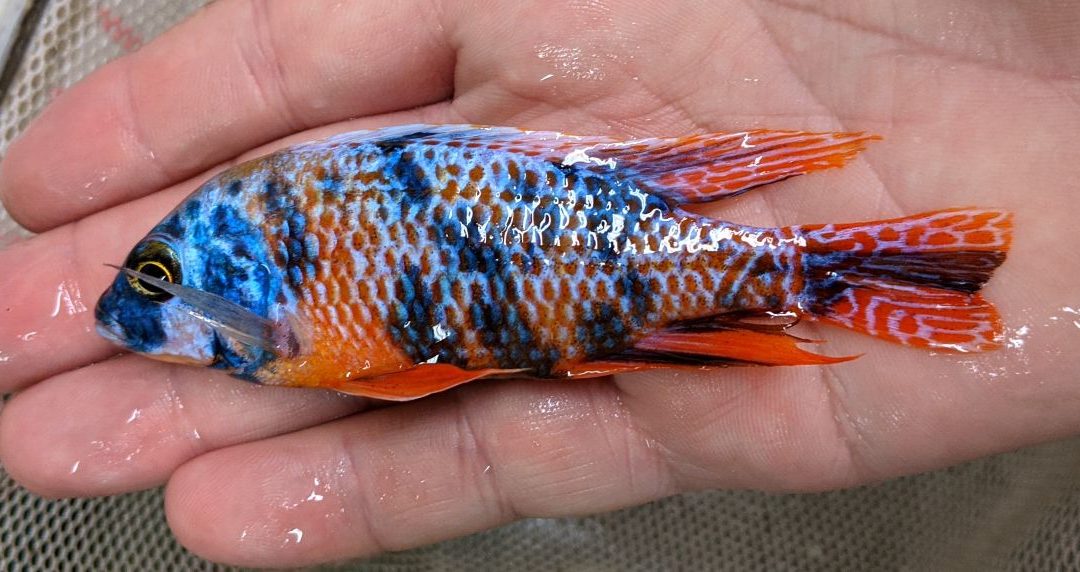 In the Trade: Hybrid Haps from Florida Fish Farms