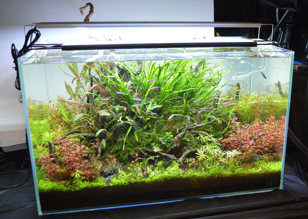 Kiss your Cardinal Tetras goodbye, Winnipeg aquarists, as most available in the aquarium trade are wild-caught. An aquascape like this entry in the 2018 Minnesota Aquarium Society fish show just won't be possible in the Canadian city, should the proposed new rules come into effect. Image credit: Matt Pedersen