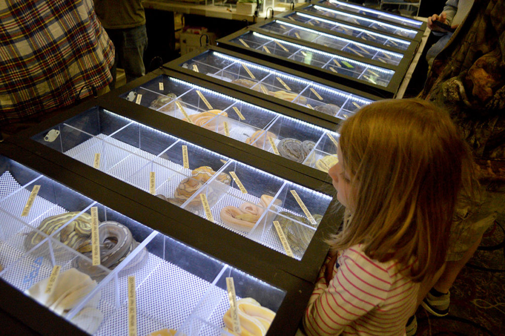 It is easy to understand how reptile shows are likened to "grocery stores" for animals, but the condemnation reveals a lack of fundamental understanding regarding the husbandry needs of animals such as the Ball Pythons seen here.