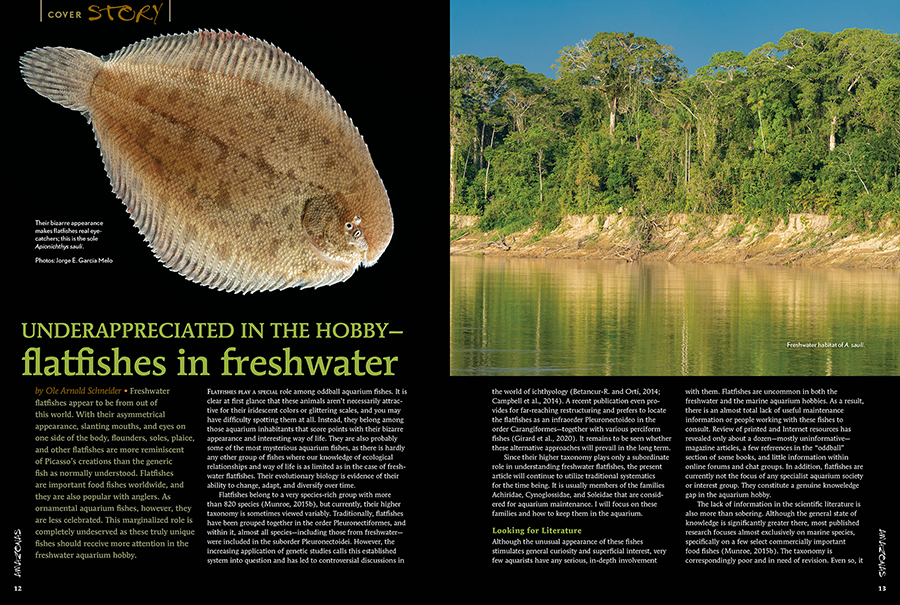 References - Underappreciated in the Hobby: Flatfishes in Freshwater,  AS Magazine Jan/Feb 2022 - AS Magazine