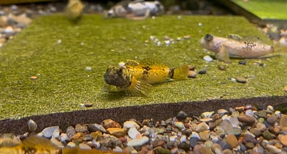 VIDEO: Dance of the Pygmy Sculpins