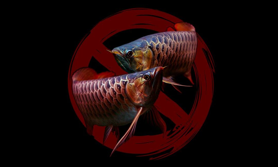 Aquarium Apocalypse? Can Lacey Act Amendments Really Cripple—or End—The U.S. Aquarium (and Pet) Trade?