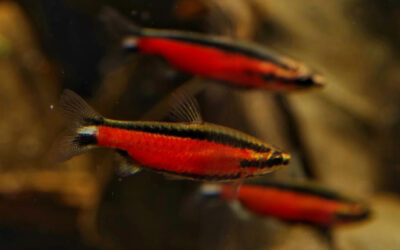 Aqua Journey Documents Nannostomus sp. ‘Super Red Cenepa’ in Hong Kong