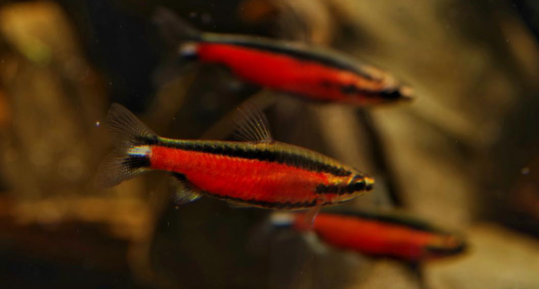 Aqua Journey Documents Nannostomus sp. ‘Super Red Cenepa’ in Hong Kong