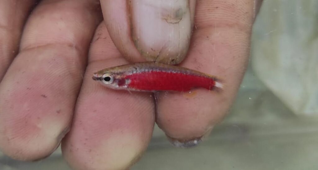 Nannostomus sp. 'Super Red Cenepa'. Image credit: Albertino Maca Ausber.