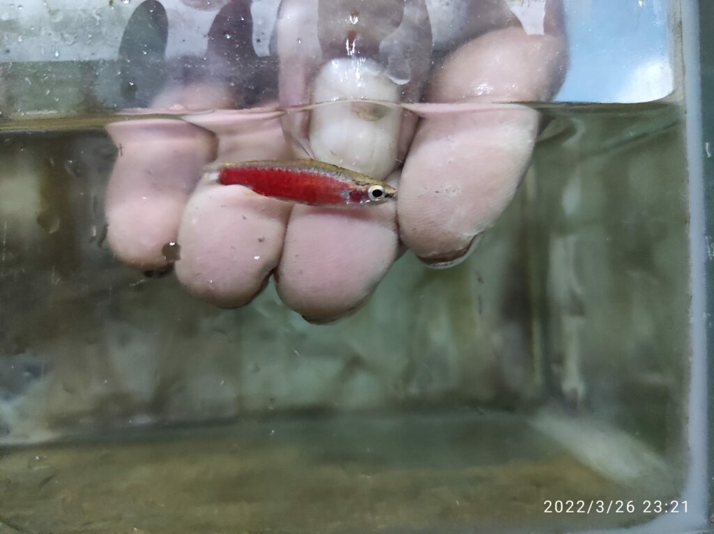 Nannostomus sp. 'Super Red Cenepa'. Image credit: Albertino Maca Ausber.