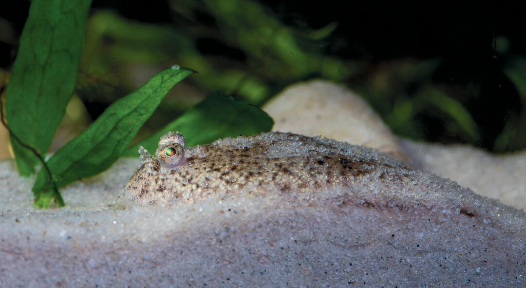 AMAZONAS Excerpt: A dwarf freshwater sole from Malaysia