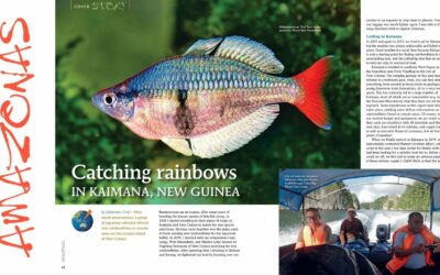 VIDEO Inside Look: AMAZONAS Magazine “RAINBOWFISHES”