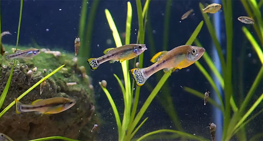 VIDEO: Six First Goodeids For Your Aquarium Hobby - AS Magazine