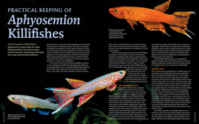 AMAZONAS Magazine “KILLIFISH CRAZE” Inside Look