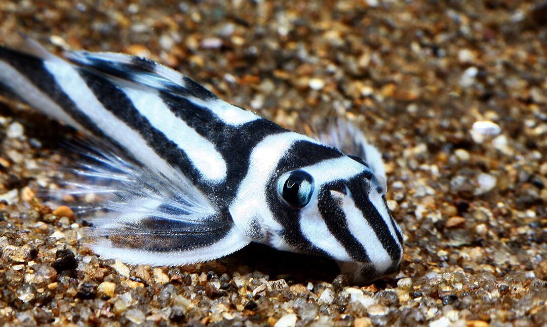 Brazil Shortsightedly Proposes Zebra Pleco for CITES Appendix I Listing