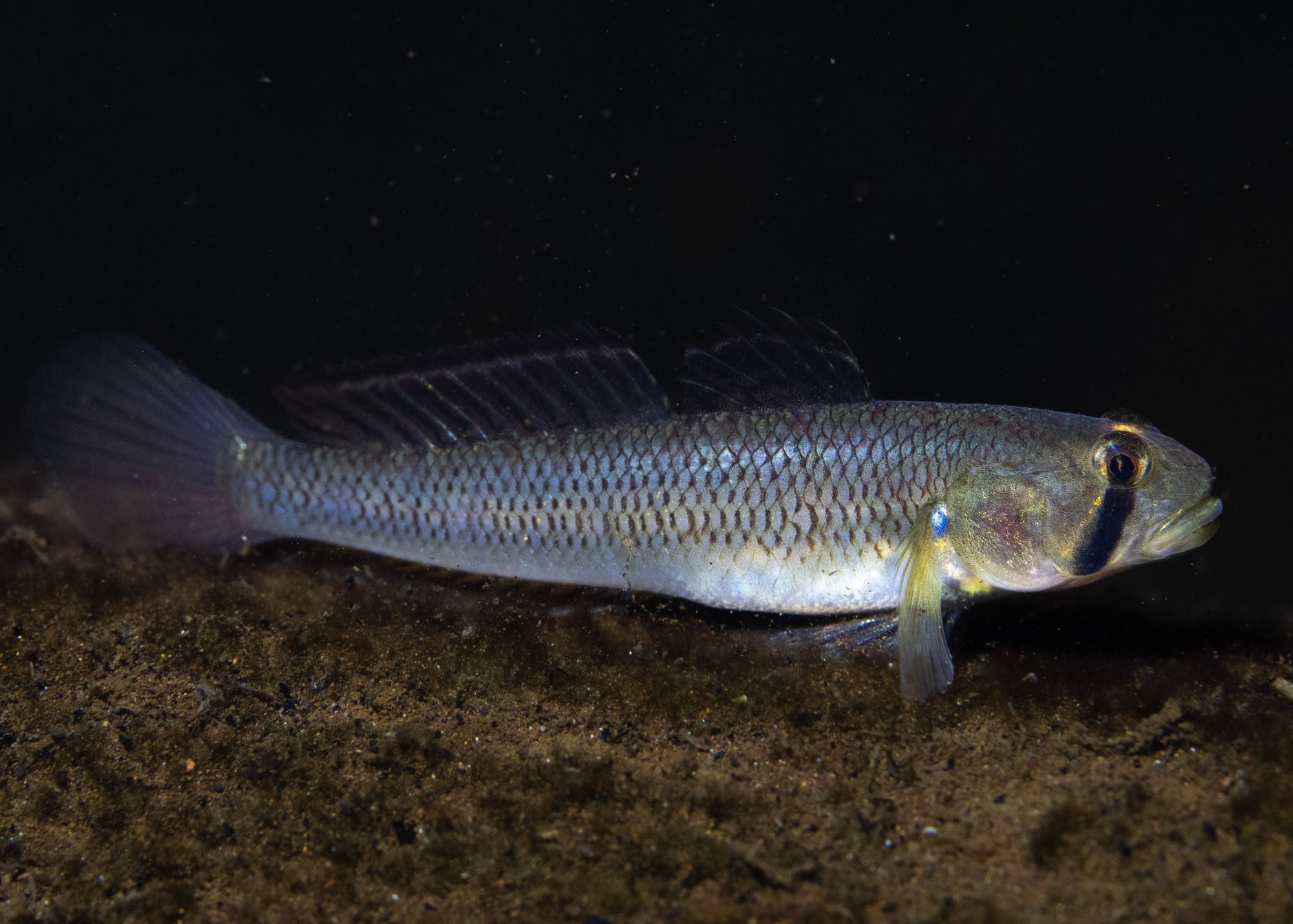 "Cryptocorynes In Nature," by Maike Wilstermann-Hildebrand and Cord Hildebrand, in the May/June 2015 issue of AMAZONAS