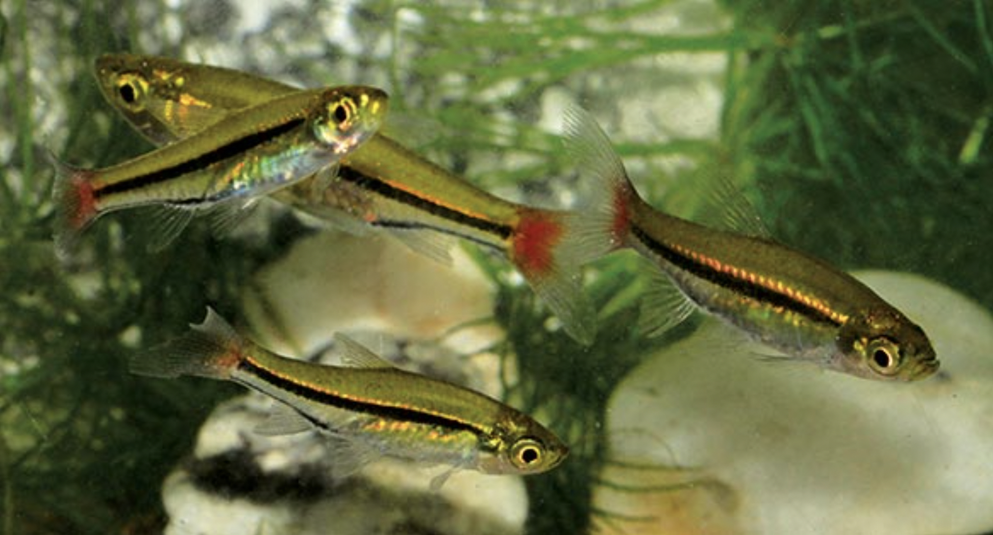 Carbon Dioxide In Planted Aquariums, by Ole Pedersen, Troels Andersen, and Claus Christensen, in the May/June 2012 issue of AMAZONAS