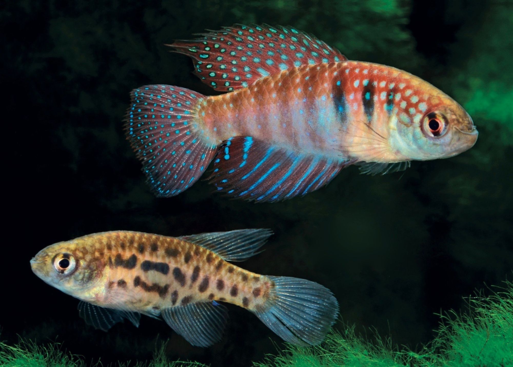 "Three New Labyrinth Fishes (Anabantoids)," by Stefan van der Voort, July/August 2013 issue of AMAZONAS.