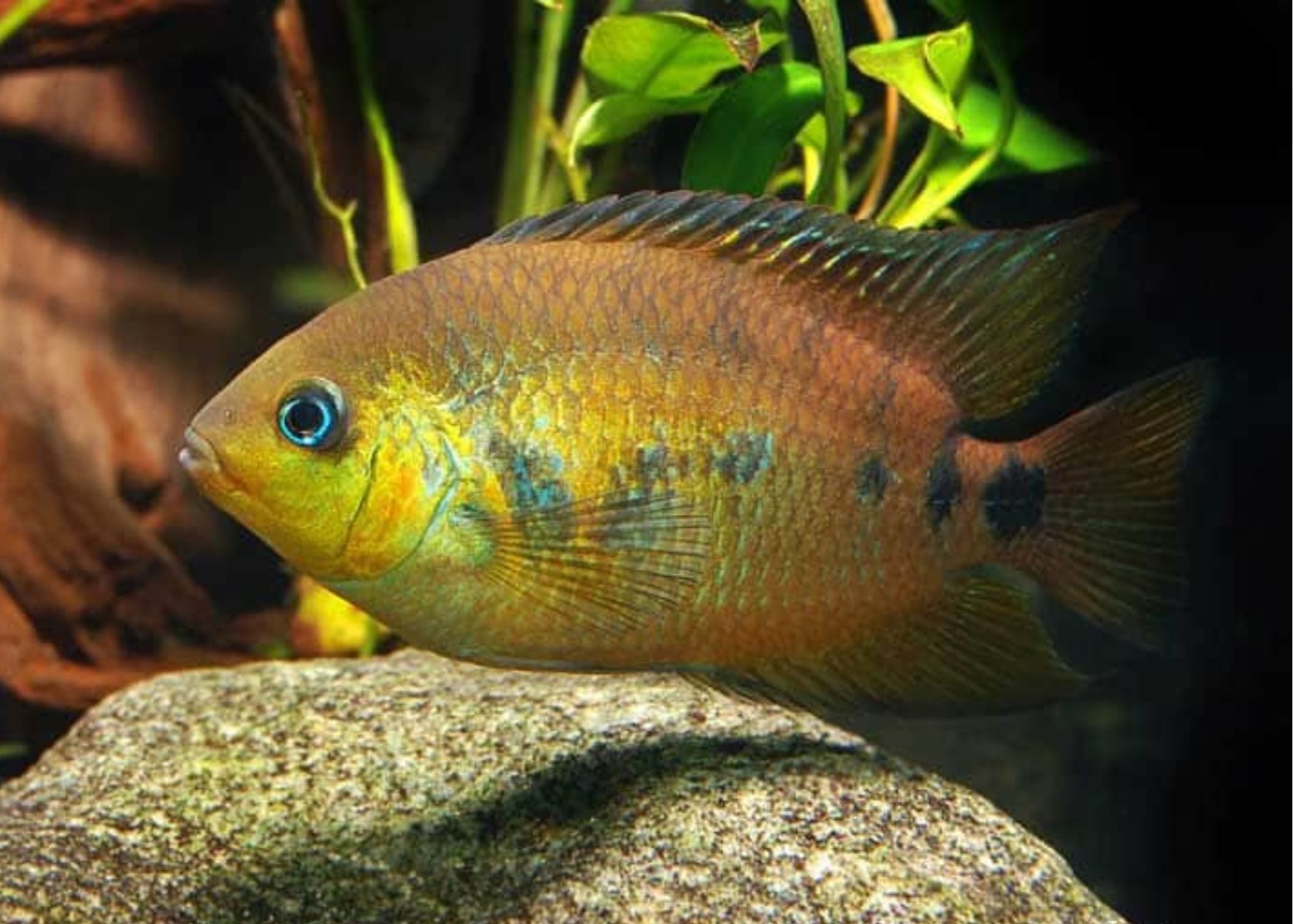 "Cryptocorynes In Nature," by Maike Wilstermann-Hildebrand and Cord Hildebrand, in the May/June 2015 issue of AMAZONAS