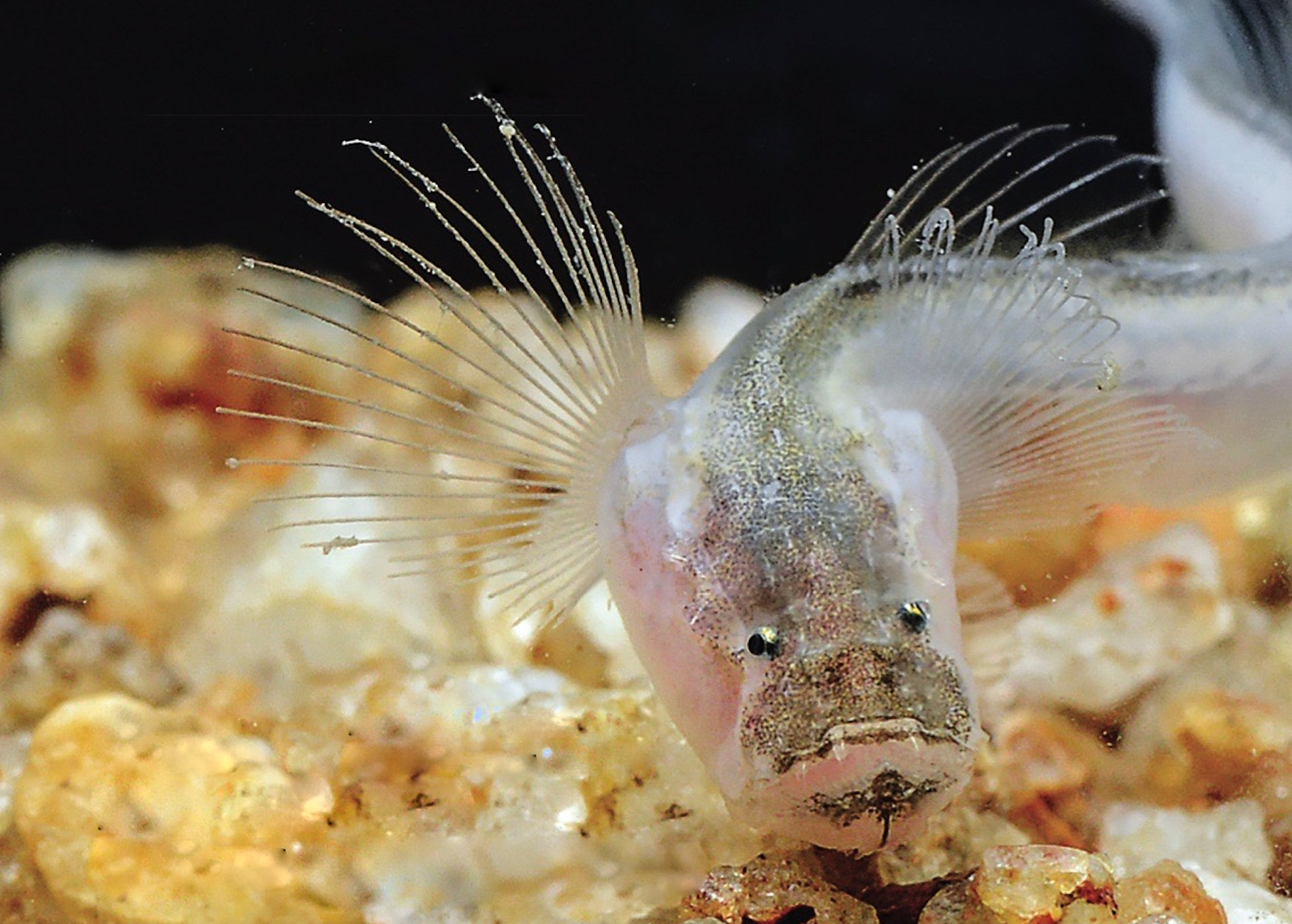 "Three New Labyrinth Fishes (Anabantoids)," by Stefan van der Voort, July/August 2013 issue of AMAZONAS.
