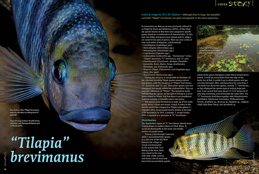 AMAZONAS Magazine “XL WEST AFRICAN CICHLIDS” Inside Look