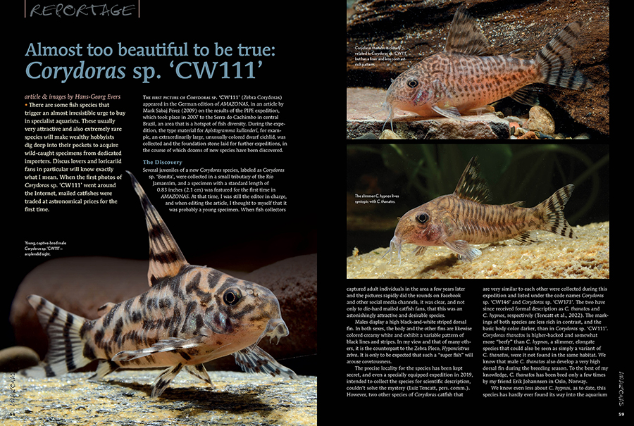 Leave it to Hans-Georg Evers to steal the show with an unparalleled look at the Zebra Corydoras, Corydoras ps. 'CW111'. Evers covers it all, from its appearance in the trade at astronomical prices to its successful breeding and distribution.