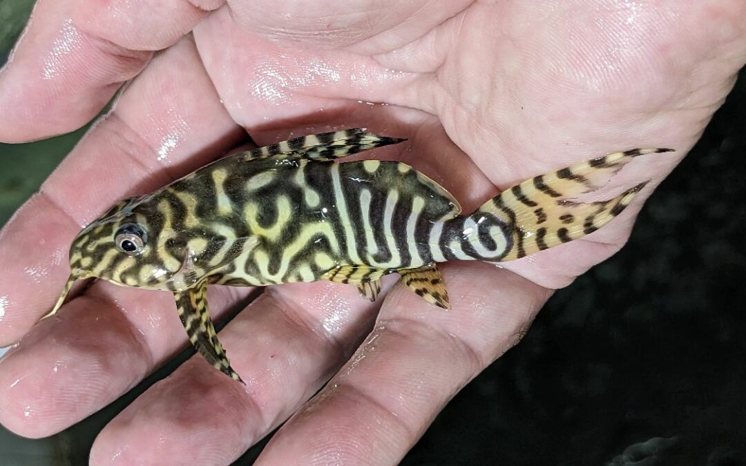 In The Trade: Hybrid Synodontis angelicus X eupterus