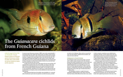 AMAZONAS Magazine “FISHES OF FRENCH GUIANA” Inside Look