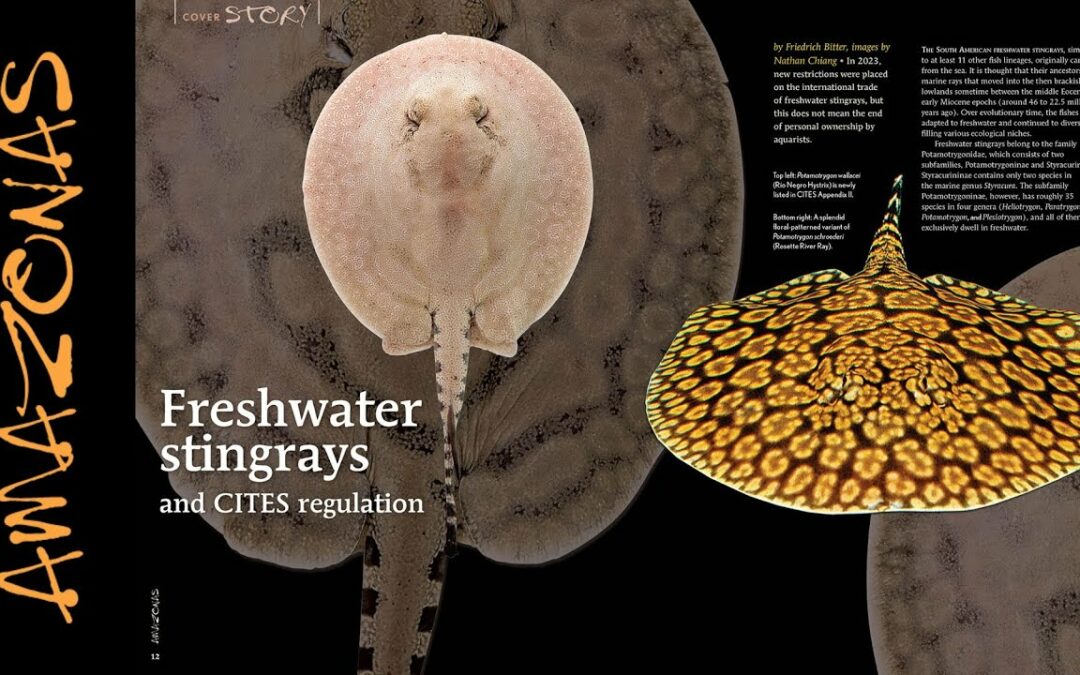 VIDEO Inside Look: AMAZONAS Magazine “FRESHWATER STINGRAYS”