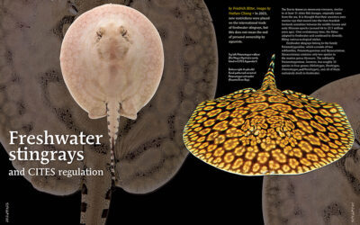 AMAZONAS Magazine “FRESHWATER STINGRAYS” Inside Look