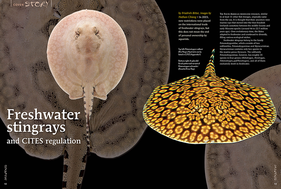 AMAZONAS Magazine “FRESHWATER STINGRAYS” Inside Look
