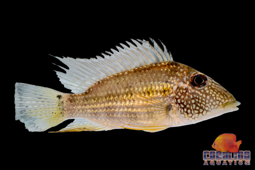 While visually similar to the better-known "Geophagus Jurupari" or "Demon Eartheater" (Satanoperca jurupari), Jewel Spot or White Spot Eartheaters (Satanoperca leucosticta) are another rarity now arriving alongside the Banded Pencilfishes from Guyana.