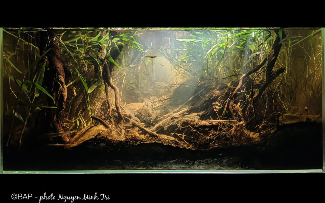 2025 Biotope Aquarium Contest Launches