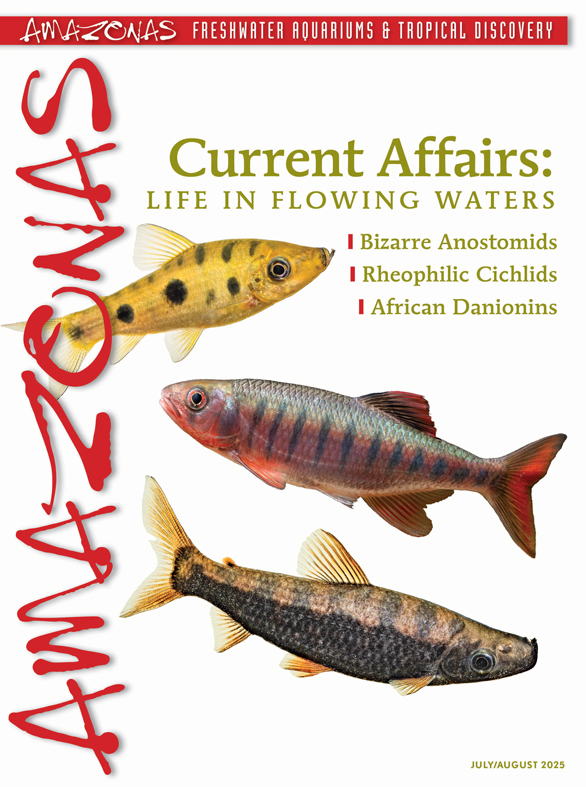 Click cover to order this back issue for your AMAZONAS collection.