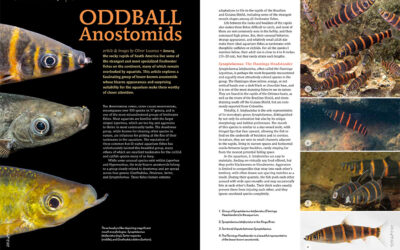 VIDEO: Oddball Anostomids, Issue Preview