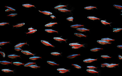 Pet Advocacy Network Calls to End Tariffs on Live Tropical Fish